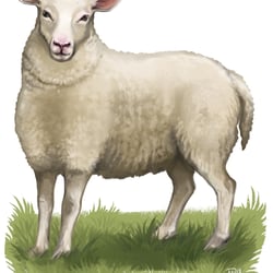 Schaf