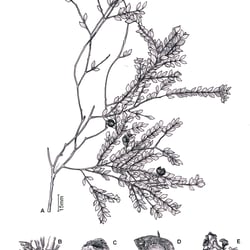 Botanical