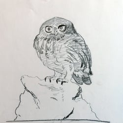 Kauz; Skizze, Bleistift auf Papier
