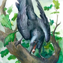 Corvus Corax