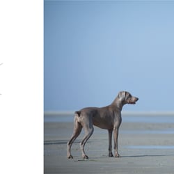 B R A N D. HYGGEdog Lettering
