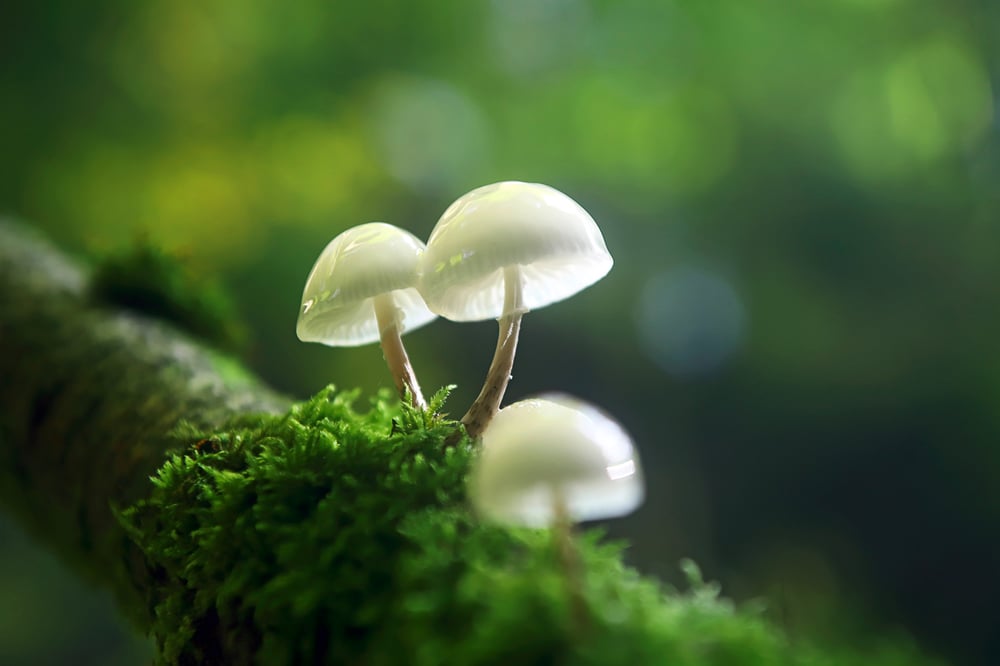 Mushrooms