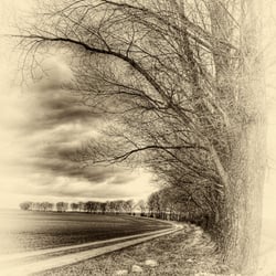 MG 8977sepia