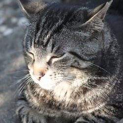 Cat Juli 2014 © by Dina.T