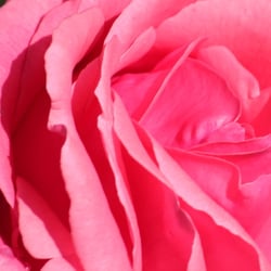 Flowers 2014 © by Dina.T