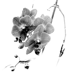 Flower Power / 2022