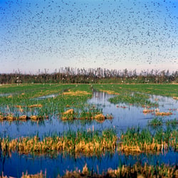 Parc Natural de l’ Albufera de Valencia, Spanien 2014.