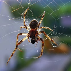 Spinne im Netz