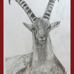 Steinbock