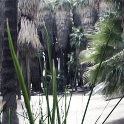 palm springs – indian canoying