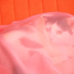 Bastet the Cat 2012 Teil 04