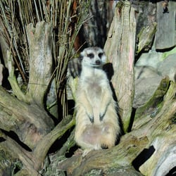 Erdmännchen Tierpark Greifswald