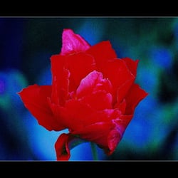 ROT AUF BLAU