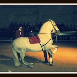 Dressiertes Reitpferd der span.Reitschule, Cordoba