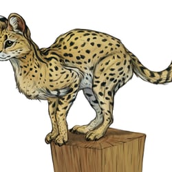 serval