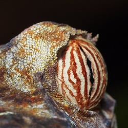 Uroplatus – Madagaskar
