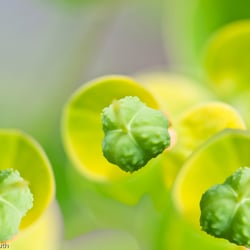 Blumenbild (3 von 60)