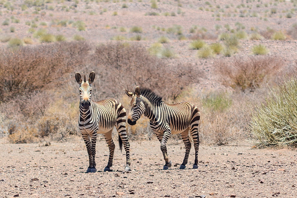 00DSC3287−2ZebrasNamibia Kopie