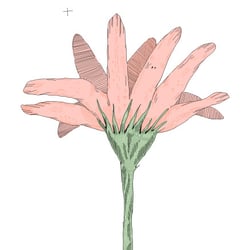 Blume und Freiheit