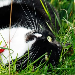 Katze auf der Wiese