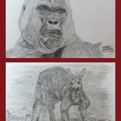 Gorilla – Känguru