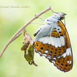 Tierfotografie in freier Natur