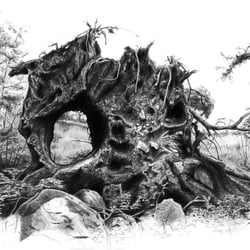 Tree roots