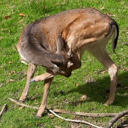 hi-CRW14856-Damwild-Kalb-Deer-Calf