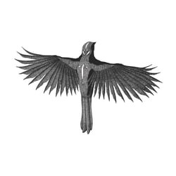 The Nightbird