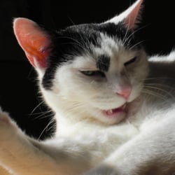 Bastet