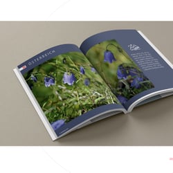 Buch, Konzept/Satz/Layout