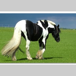 Esref Yilmaz/Fotografie: Tiere