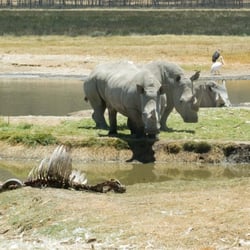 lake nakuru64