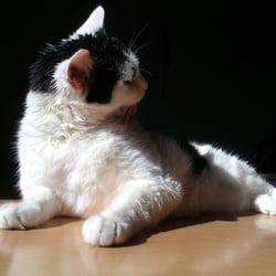 Bastet