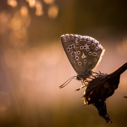 Bläuling im Abendlicht