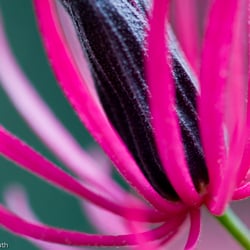 Blumenbild (51 von 60)