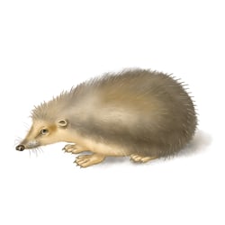 dürer igel