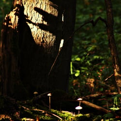 forest magic