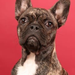 Französische bulldogge