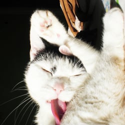 Bastet the Cat 2012 No. 07
