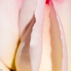 Blumenbild (43 von 60)