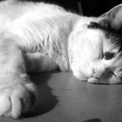Bastet in Black and White 03