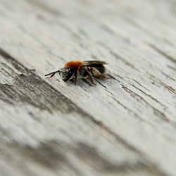 small animal