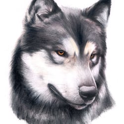 Alaskan Malamut
