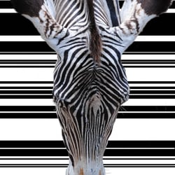 animals3