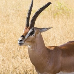gazelle2