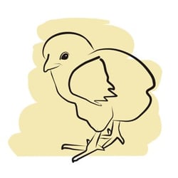 Küken
