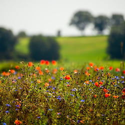 Wildblumen