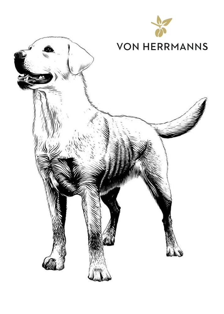 von Herrmanns Sanfter Labrador