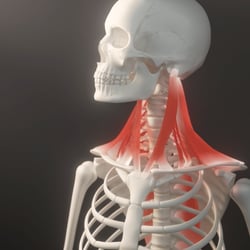 neck